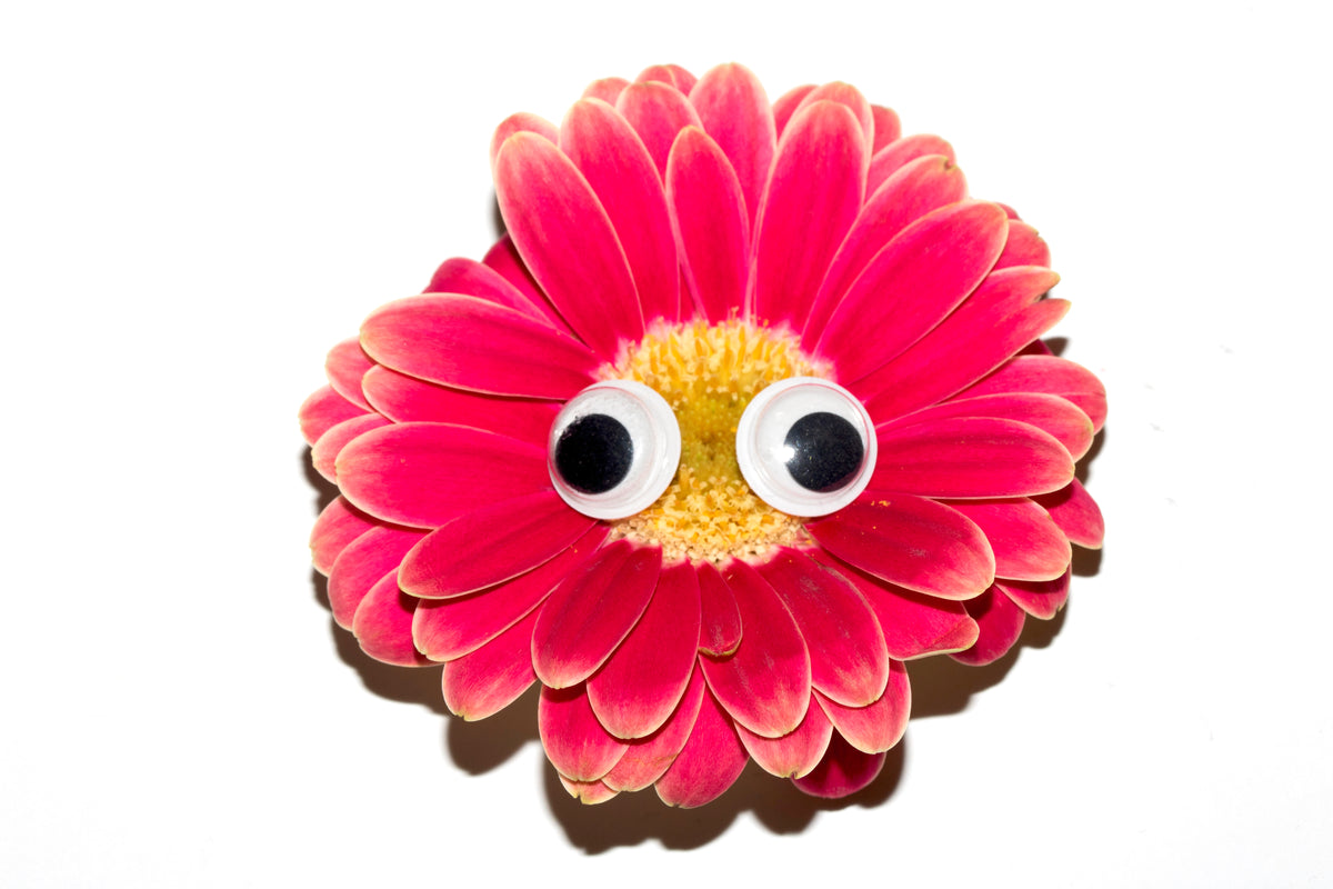 Googly Eyes
