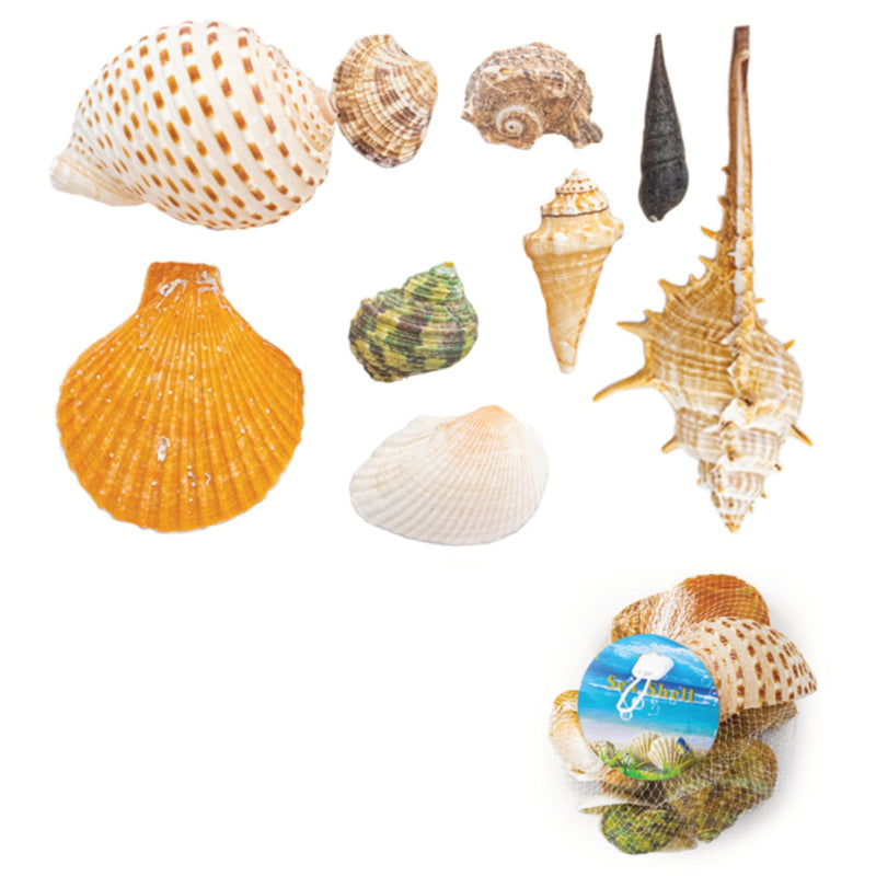 Small Sea Shells Clam Bulk, 300 Grams, Seashell for DIY Craft Home Decor Vase Fillers, 10-Pack