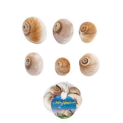 Small Sea Shells Clam Bulk, Seashell for DIY Craft Home Decor Vase Fillers, 12-Pack
