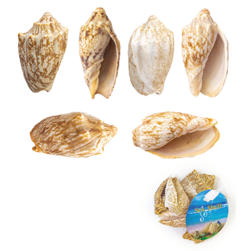 Small Sea Shells Clam Bulk, 100 Grams, Seashell for DIY Craft Home Decor Vase Fillers, 10-Pack