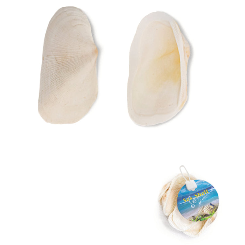 Small Sea Shells Clam Bulk, 130 Grams, Seashell for DIY Craft Home Decor Vase Fillers, 10-Pack